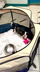 5.8K views · 156 reactions | Shenanigans is a male eight week old beagle mix available for adoption. | Sevier County Humane Society | Facebook