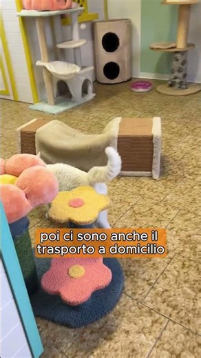 Ad Arcore il MicioMiao Resort: la pensione per gatti che sembra un albergo a cinque stelle