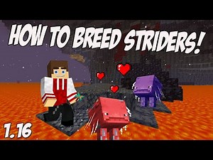 How to Breed Striders in Minecraft
