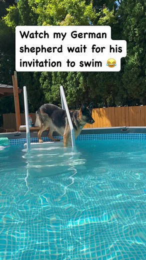 59K views · 2.4K reactions | German shepherd DIVES into POOL!! #germanshepherd #germanshepherdpuppy #germanshepherdsofinstagram #gsd #gsdlove #gsdpuppy #reels #reelsinstagram #reelsviral | Zeus and Luna | Facebook