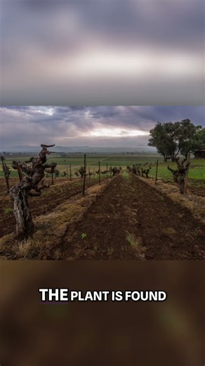 Unveiling the Tropical Plant: Growth, Habitats & Fruits #shorts