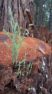 Buckin' Billy Ray Smith on Reels