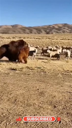 Behemoths Clash: Grizzly Bear vs. Tibetan Mastiff