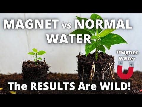 Magnetized Water Boosts Plant Growth? The Shocking Garden Experiment You MUST See!