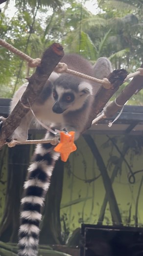 1.1K views · 60 reactions | Currumbin Wildlife Sanctuary on Reels | Facebook