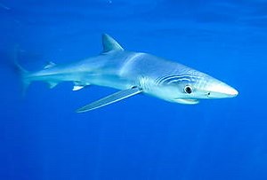 Sharks in the Mediterranean sea are the most at risk in the world, says WWF