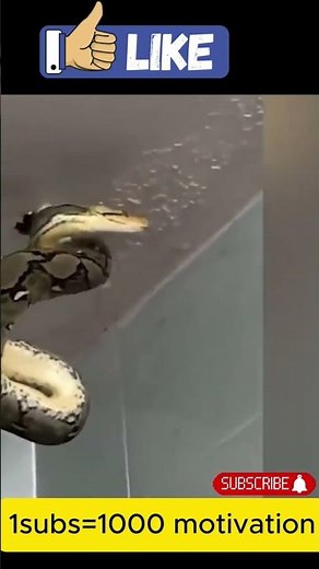 "Real Animal Attacks Caught on Camera! 😱🐊