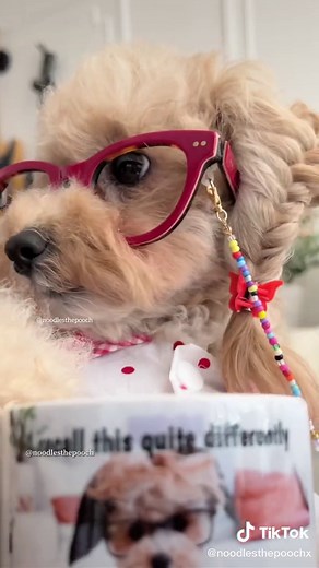 Meet Noodle the Pooch: The Corporate Canine Judge | Office Humor
