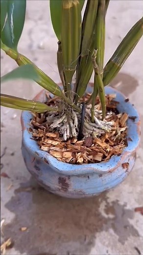Short tutorial methods! How to repotting longest dendrobium orchid #orchid🌱🌱