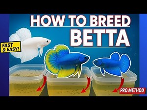 Betta Fish: The Ultimate Guide to Breeding & Growing