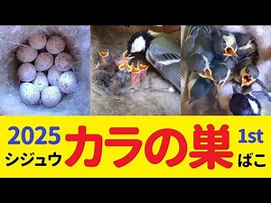 シジュウカラの巣箱【2025-5-12】 🐣雛11羽 誕生11日目