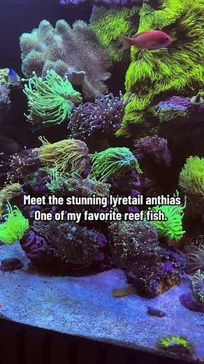 Lyretail Anthias: Vibrant Reef Fish for Your Aquarium
