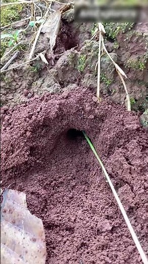 Is This the Biggest Bug Ever Found?