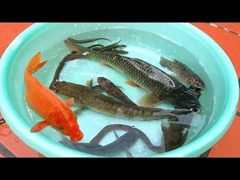 Các Loại Cá | Các Loại Cá Nước Ngọt Quê Tôi