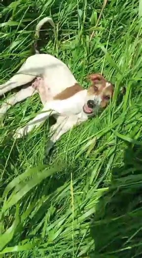Dogs can be kept for farming, hunting, or security, scholars advise not to be kept inside the home.