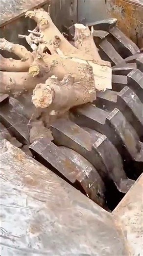 Shredding Large Tree Roots Using Powerful Industrial Wood Crusher