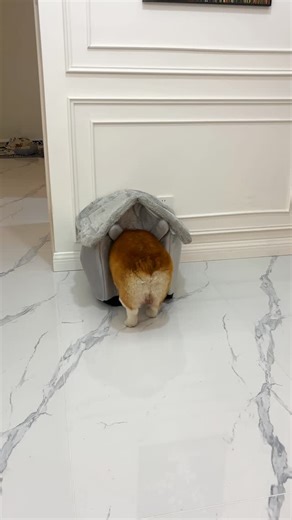 Dogs | Puppies on Instagram: "Should’ve bought a bigger one… 🤣"