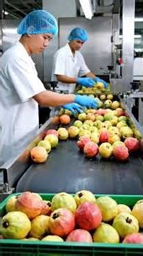 Guava (Gava) Juice Making Process in Factory | Fresh & Healthy Drink 🍐🥤