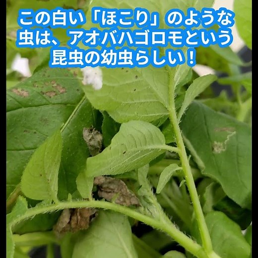 #瞬間移動の#昆虫#アオバハゴロモ