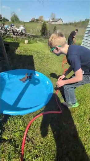 UPDATE! Coons KILLED My 2 Special Duck Pets🦆Zooming in On The Ducky's🦆Up Close❤️ #pets #duck #love