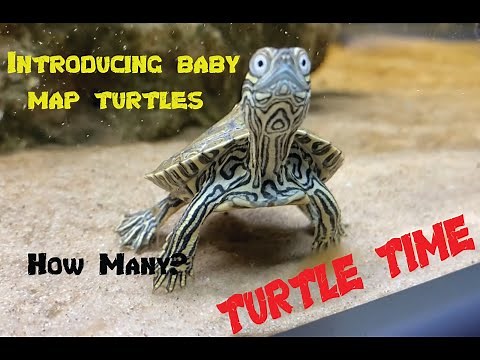 Turtle Time - Episode 1 - Introducing Baby Map Turtles & Out The Tank Feeding - Eating - Setup