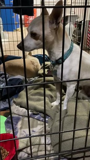 Dog has asthma attack