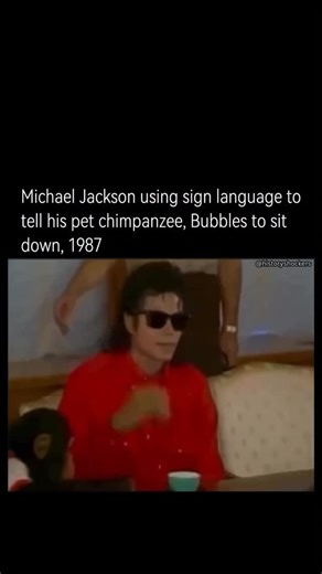 History Shockers on Instagram: "In 1987, Michael Jackson was often seen with his pet chimpanzee Bubbles, whom he had raised since the early 1980s. Jackson treated Bubbles like family—dressing him in clothes, taking him on tours, and including him in studio sessions. Bubbles had been trained to understand a few basic sign language commands, reportedly with guidance from animal trainers. Jackson used simple gestures—like the “sit” command—both for communication and as a playful form of bonding. Th