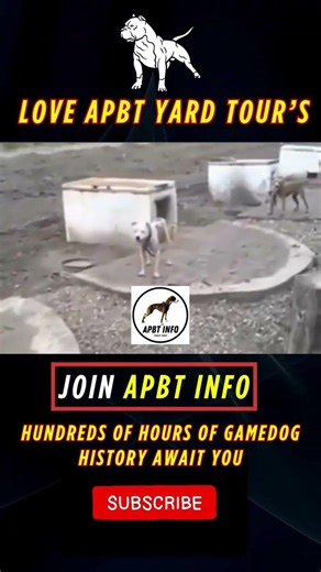 Inside the most legendary APBT game dog kennels on APBT INFO #pitbullhistory #gamedog #apbt