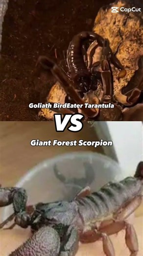 Goliath BirdEater Tarantula Vs. Giant Forest Scorpion