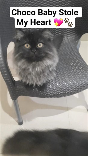 This Is My Choco Baby 😍 | Too Cute