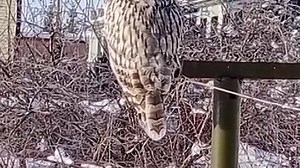 video_20240214_125429.mp4