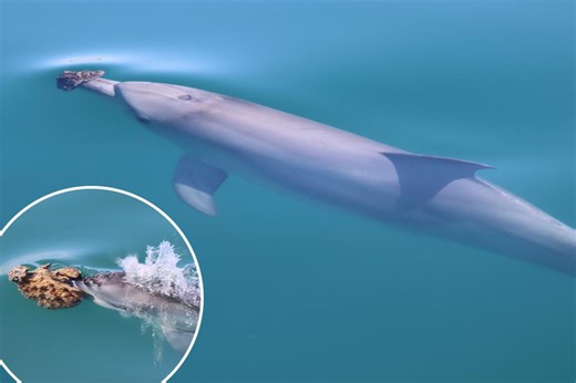 Some dolphins use this special sponge technique to hunt fish — and it’s harder than it looks