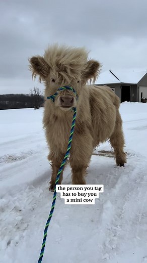 OtistheHighlandCow on TikTok