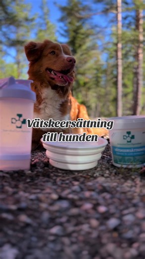 Vätskeersättning för hundar: Viktig information