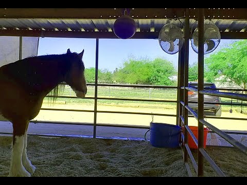 How to cool your horse with a solar powered fan