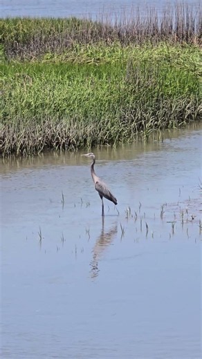 Great Blue Heron