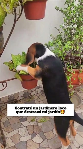 Cuando contratas un jardineo sin experiemcia🌳🤣#mascotas #perros #jardin