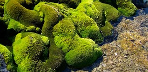 Drones help scientists check the health of Antarctic mosses, revealing climate change clues