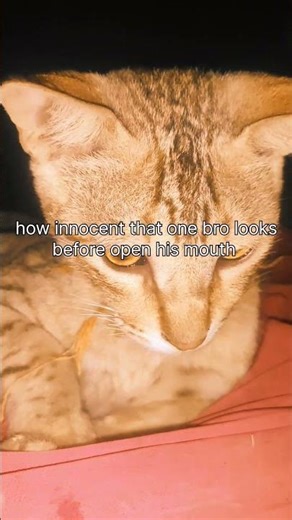 innocent bro 🐈❤️