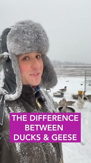 Difference between ducks and geese #trends, #geesetiktok #fyp, #foryoupage #ducks #virals, #geesecontent #trending, #foryou, #trend, | Shaw Farm