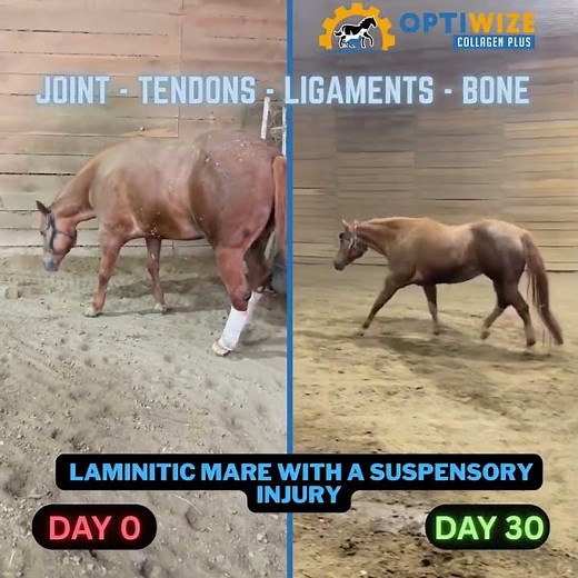 Equine Lameness, Equine Rehabilitation, Joint Supplement for Horses