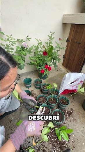 Cómo Propagar un Árbol de Limón 🍋 Rápido y FÁCIL