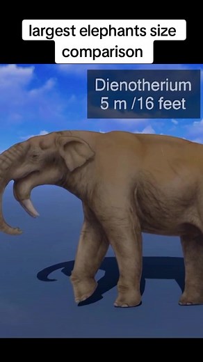 largest elephants size comparison #3d #animal #fyp #compare #elephants