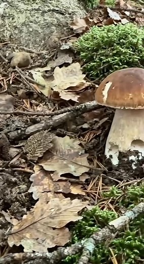 Amazing video of wild boletus edulis mushrooms 🍄 🍄 ❤️ ❤️ #mushrooms #usamushroom #porcini #canadamushroom #morelmushrooms #mushroomhunting #usa #australia #boletus | LL Craft fruits