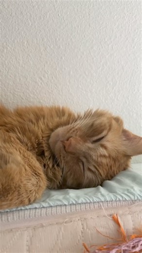 Rule number one: Never disturb a sleeping Kermit. Those dreams are sacred territory. 😌🐾 #catloversclub #sleepingcat #catdad #catlife #mrkermitmeow | Javie and Mr. Kermit
