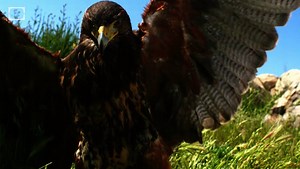 133K views · 3K reactions | Harris' Hawks have a reputation for being the "wolves of the sky." In this week's Slow Down, watch how they hunt for prey in SLOW MOTION. | Seeker by The Verge | Facebook