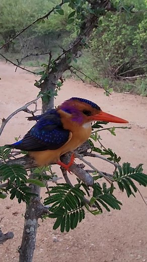 1K reactions · 45 shares | African Pygmy Kingfisher accident You...