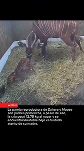 20K views · 1.9K reactions | NACIMIENTO DE UNA CRÍA DE BONGO ORIENTAL...