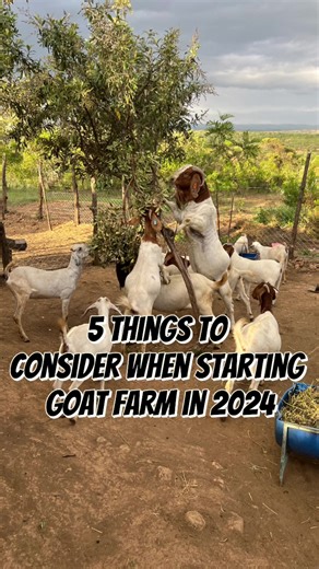 5 Things to consider if starting a goat farm in 2024 #goatfarmingtips #goatfarm #goatfarmingkenya #goat🐐 #goatsoftiktok #goatfarmingbusiness