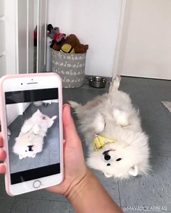 Which trick should I teach her next? 😊💕 | Maya Polar Bear